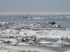 2011apr17_amata_age_0244