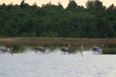 vormsi_039