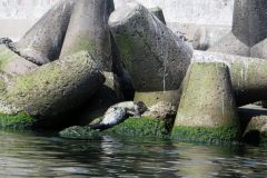 kolka-10jun105
