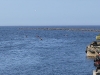 randu_plavas_019