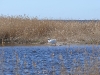 randu_plavas_056