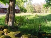 Roņu sala