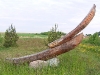 Roņu sala