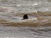 Saulkrasti surf 2007
